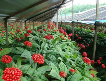 Nhân sâm là gì ? Công dụng và thành phần của nhân sâm