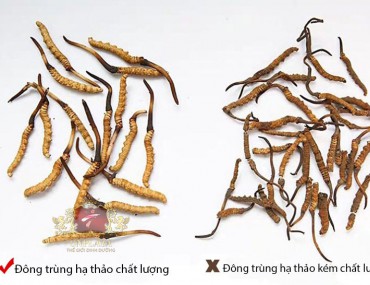 Cách phân biệt đông trùng hạ thảo thật giả chính xác 100%