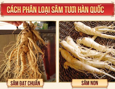 Mẹo nhỏ để phân biệt nhân sâm thật giả bạn nên biết