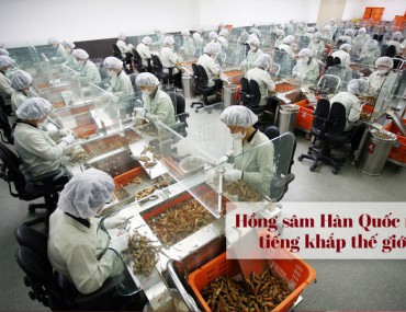 8 Tác dụng của hồng sâm và cách sử dụng hiệu quả nhất