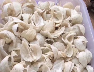 Kỹ thuật nuôi yến lấy tổ cho số lượng đàn chim lớn, nhiều tổ