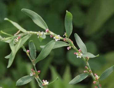 Công dụng và thành phần của Biển súc trọng chữa bệnh