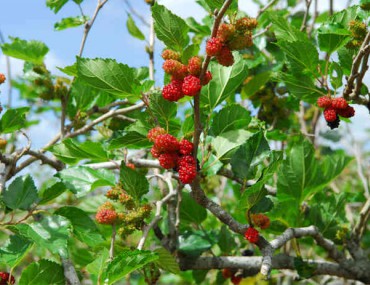 Công dụng và những lưu ý khi sử dụng vị thuốc Tang chi