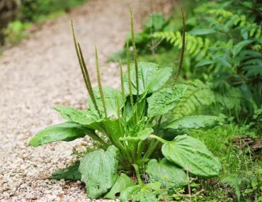 Cây mã đề - Đặc điểm và tác dụng chữa bệnh của vị thuốc