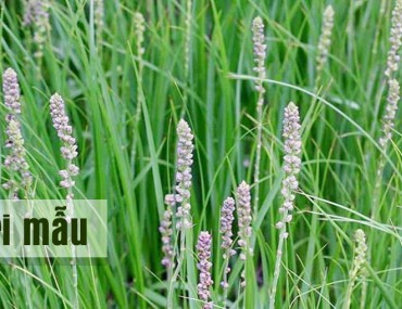 Cây tri mẫu có công dụng gì