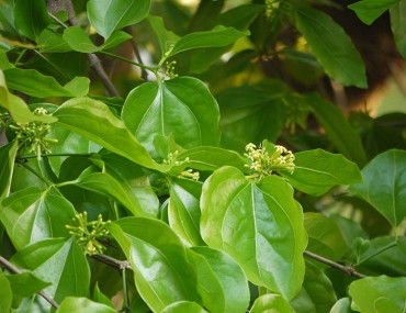 Hạt mã tiền là gì? Công dụng, nơi bán, cách sử dụng thảo dược chữa bệnh