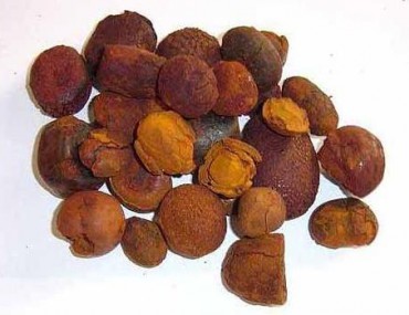 Vị thuốc ngưu hoàng là gì? Tác dụng - Cách dùng - Lưu ý