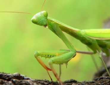 Bọ ngựa ăn gì ? Tác dụng chữa bệnh của bọ ngựa