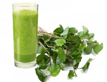 Cây diếp cá là thảo dược gì? Công dụng - Liều dùng - Kiêng kỵ