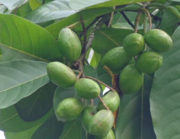 Kha tử vị thuốc đông y quen thuộc bài thuốc chữa ho, viêm họng hiệu quả