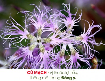 Cù Mạch - vị thuốc lợi tiểu, thông mật trong Đông y