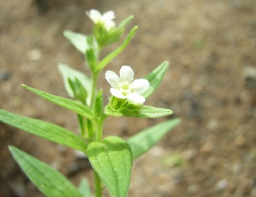 Cây Bắc tử thảo: Công dụng, Cách dùng trị bệnh hiệu quả