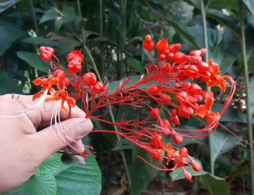 Mò đỏ, tác dụng chữa bệnh của Mò đỏ