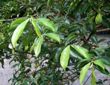 Cây thuốc Dó Bà Nà: Tác dụng - Liều dùng - Lưu ý