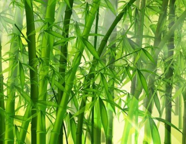 Trúc nhự? Bài thuốc giúp trị viêm đại tràng