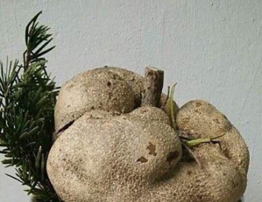 Bạch linh - Vị thuốc giúp hạ đường huyết, bảo vệ tế bào gan