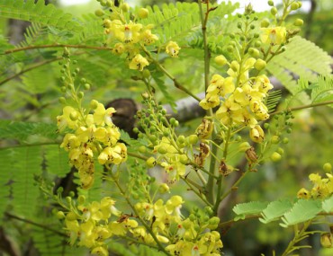 Tổng quan về thảo dược cây tô mộc (cây vang đỏ)