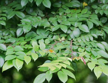 Tác dụng của lá khế giúp tiêu viêm, lợi tiểu...