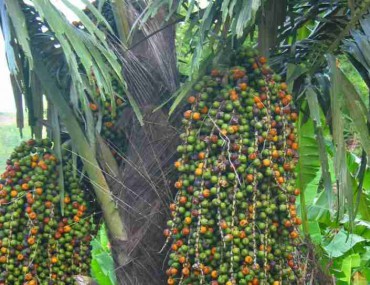 Đặc điểm và công dụng của cây móc bạn nên biết