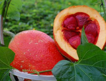 Thành phần dinh dưỡng và tác dụng của cây gấc