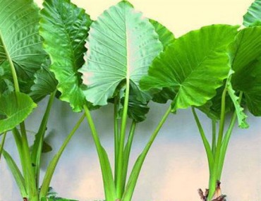 Cây ráy - Thực hư vị thuốc giúp kháng khuẩn, tiêu viêm