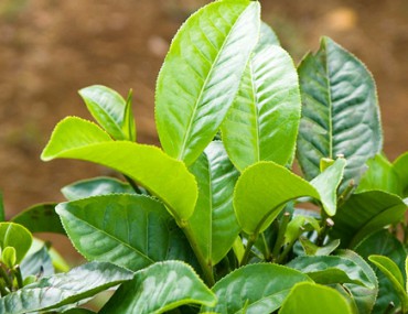 Cây chè - Tác dụng của cây chè trong chữa bệnh