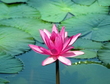 Cách trồng, công dụng và ý nghĩa của cây hoa súng trong cuộc sống