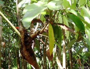 Cây quế rừng? Tác dụng chữa bệnh trong y học của cây quế