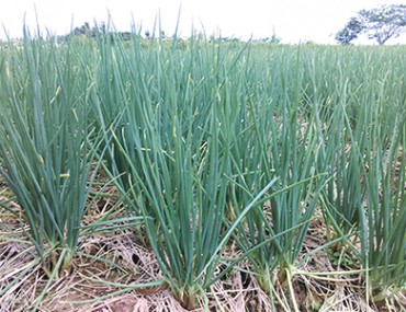 Cách dùng, công dụng và lợi ích của cây hành trong chữa bệnh 