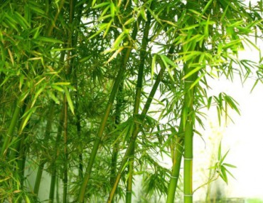 Cây tre - Nguồn gốc, đặc điểm, công dụng và ý nghĩa