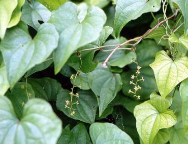 Bài thuốc chữa bệnh hay của cây tì giải đối với sức khỏe