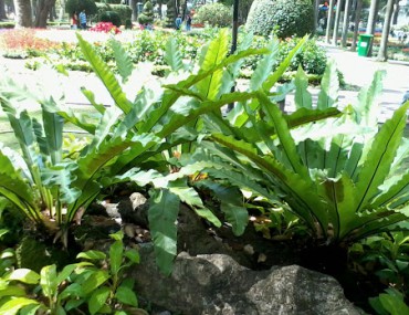 Cây Ráng: Phân loại - Công Dụng - Cách dùng