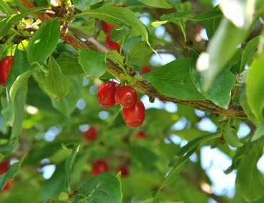 Sơn thù du - Vị thuốc quý cho nam giới