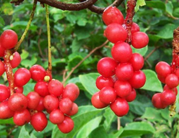 Ngũ vị tử có tác dụng gì? Cách dùng làm thuốc điều trị bệnh - Địa chỉ mua