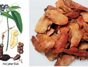 Cây thổ phục linh - Tác dụng chữa bệnh, giá bán