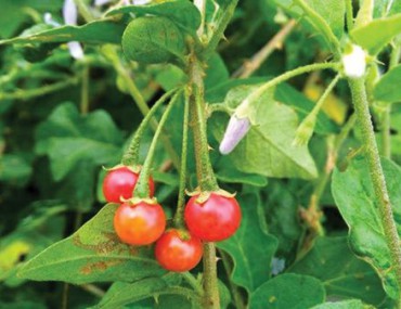 Cây cà gai leo - Tác dụng chữa bệnh và cách sử dụng hiệu quả