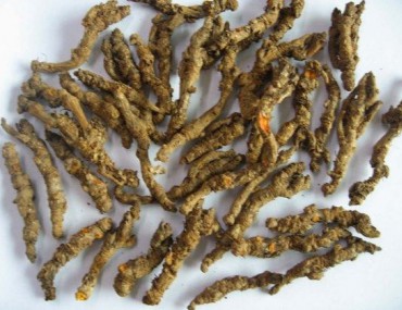 Thổ hoàng liên - Công dụng, cách dùng, bài thuốc chữa bệnh