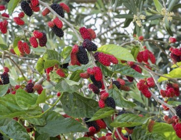 Dâu tằm có tác dụng gì ? Những bài thuốc từ cây dâu tằm