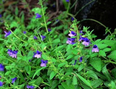 Nhân trần là gì? Tác dụng chữa bệnh của cây nhân trần