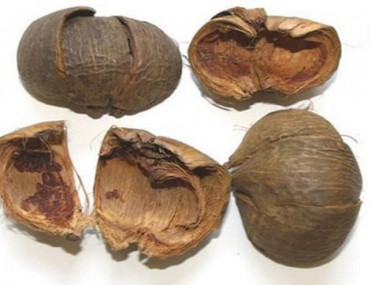 Đại Phúc Bì là gì? Tác dụng - Cách dùng chữa bệnh