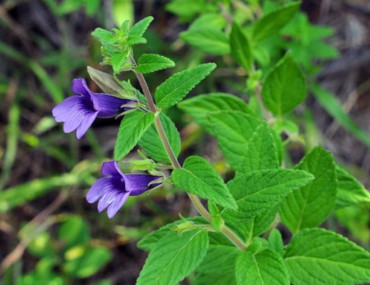 Nhân trần cách sử dụng và công dụng của loại thuốc quý