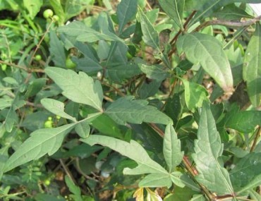 Bạch liễm - Công dụng - Liều dùng - Những điều kiêng kị