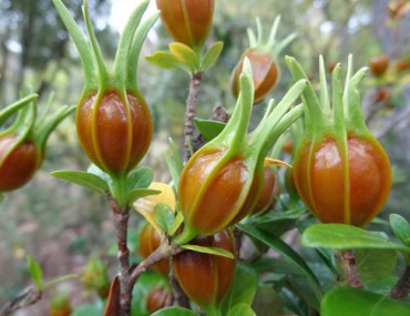 Vị thuốc chi tử? Bài thuốc chữa bệnh và lưu ý khi dùng