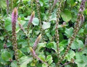 Cây ngưu tất - Tác dụng chữa bệnh của ngưu tất