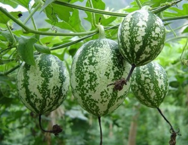 Qua lâu nhân - Vị thuốc thanh nhiệt, nhuận phế, chống ho