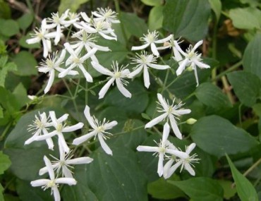 Uy linh tiên có tác dụng gì? Cách dùng - Giá bán - Địa chỉ mua