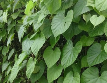 Dây cóc trị bệnh gì? Liều dùng và công dụng của cây kí ninh