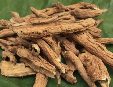 Vị thuốc địa cốt bì có Công dụng gì? Liều lượng sử dụng