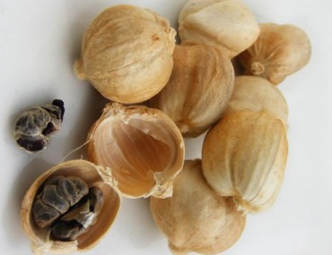 Bạch đậu khấu là gì? Tác dụng - Cách dùng & Mua ở đâu