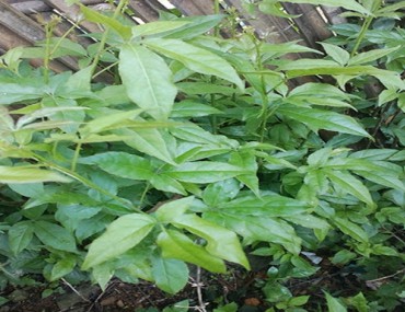 Cây ngũ gia bì hương là gì? Công dụng, cách dùng, bài thuốc trị bệnh